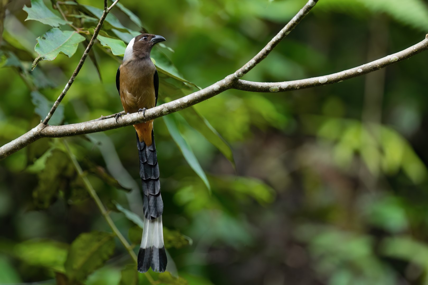 Sumatran Treepie
