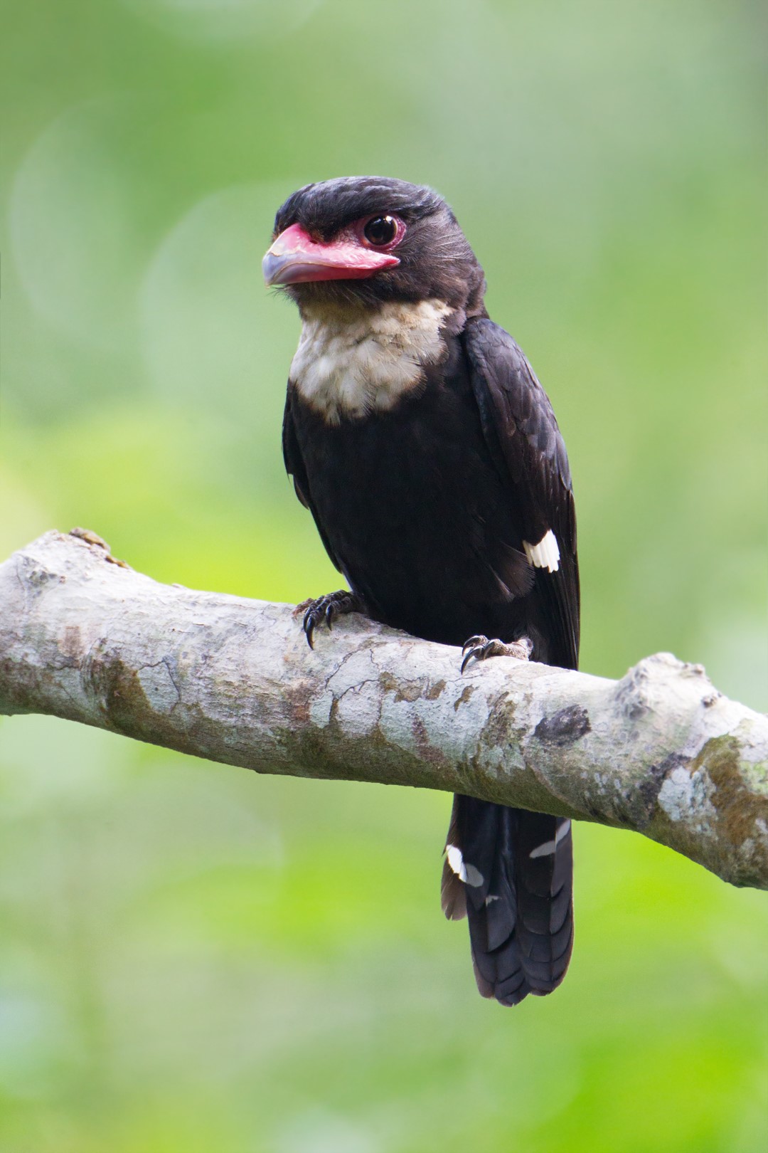 Sumatran Treepie