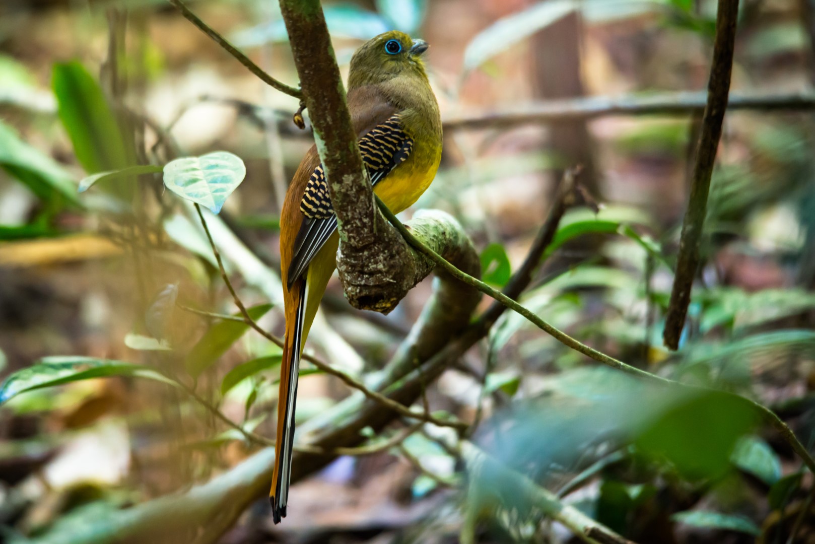 Sumatran Trogon