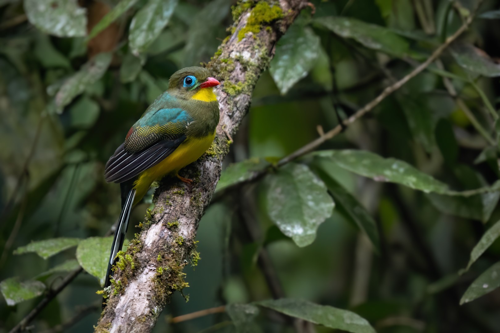 Sumatran Trogon