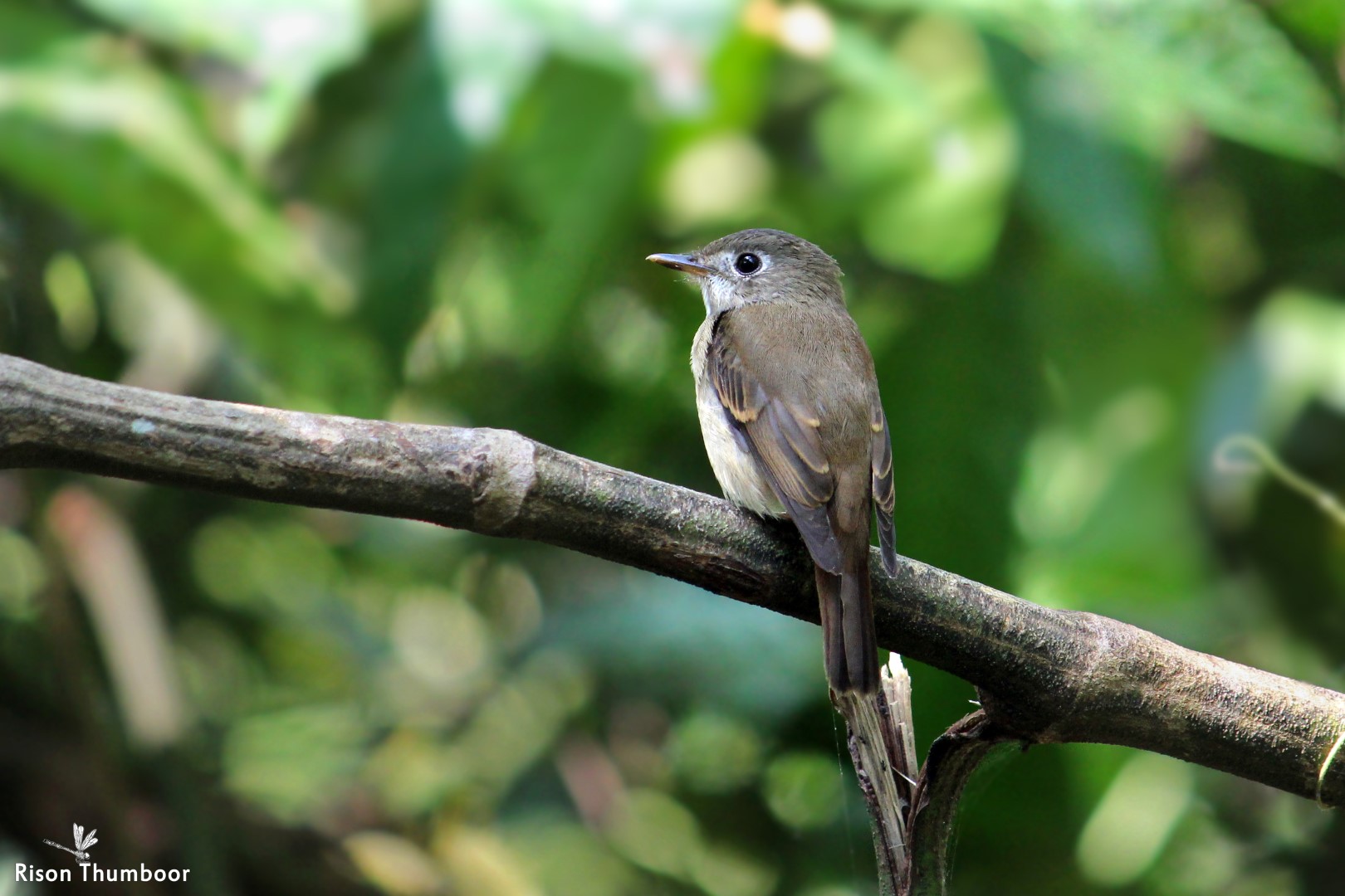 Sumba Brown Flycatcher