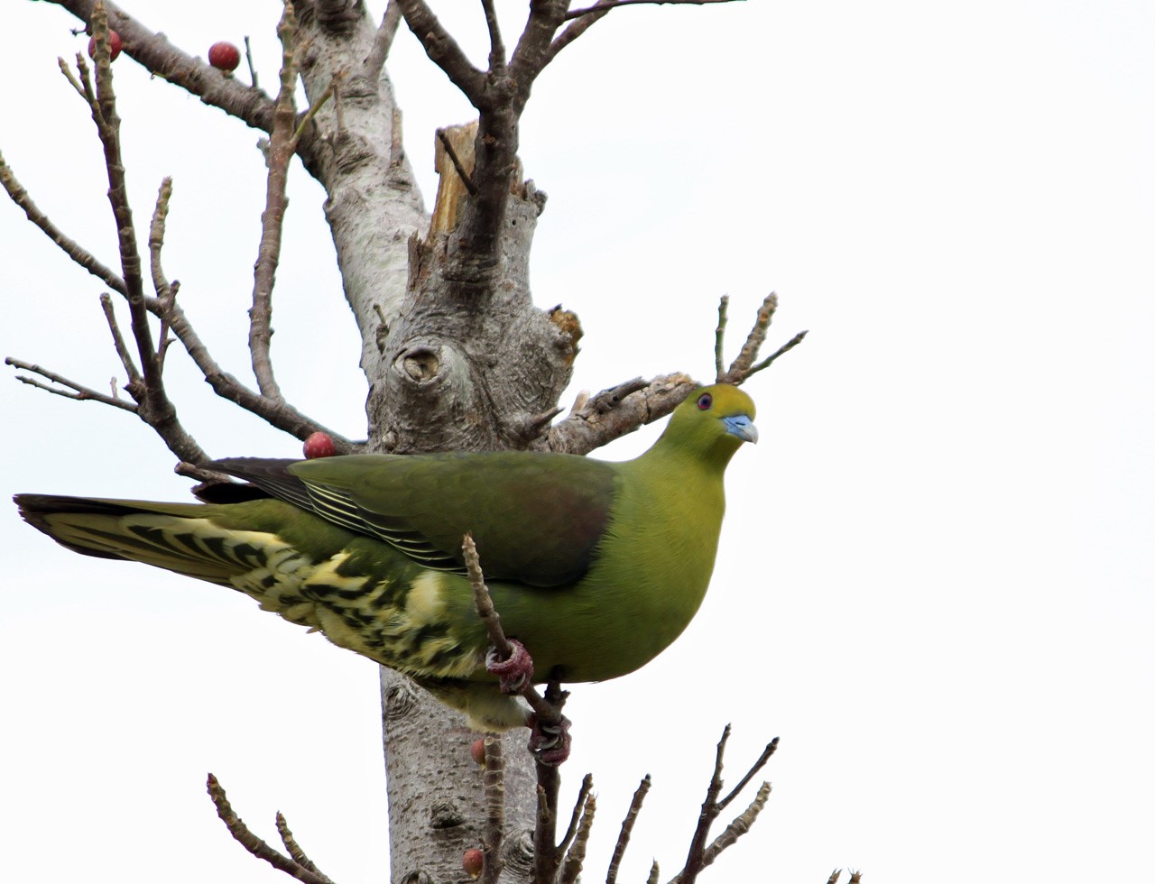 Sumba Green Pigeon