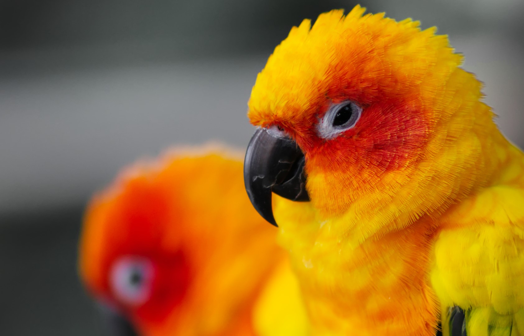 Sun Parakeet