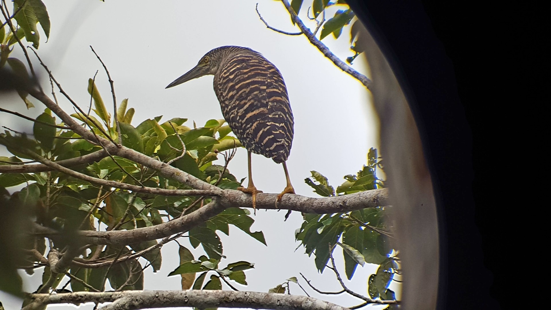 Sunbittern