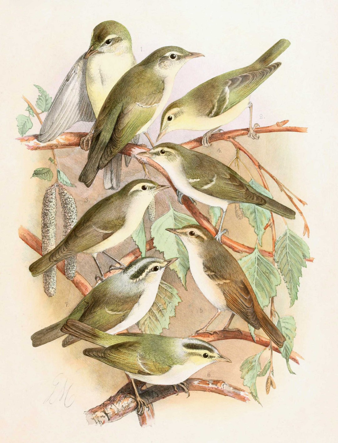 Sunda Bush Warbler