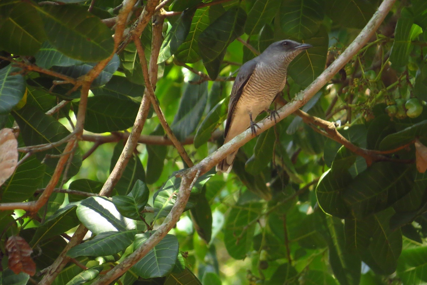 Sunda Cuckooshrike