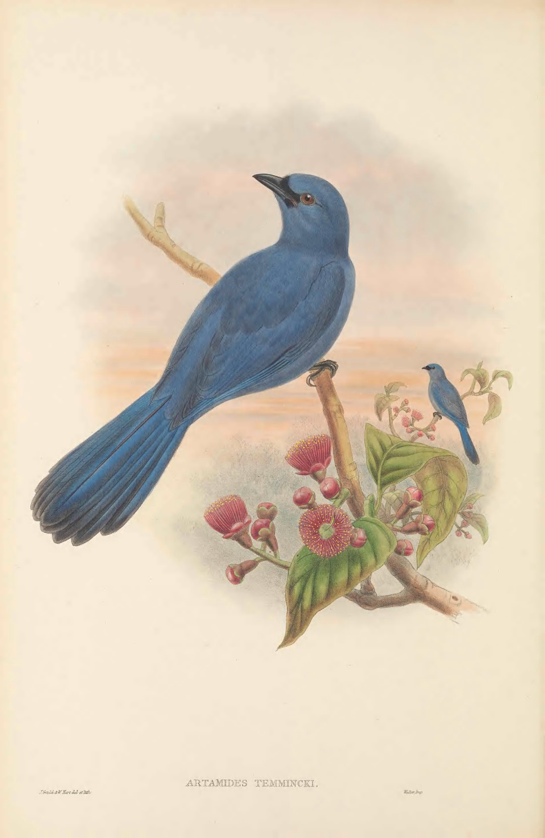 Sunda Cuckooshrike