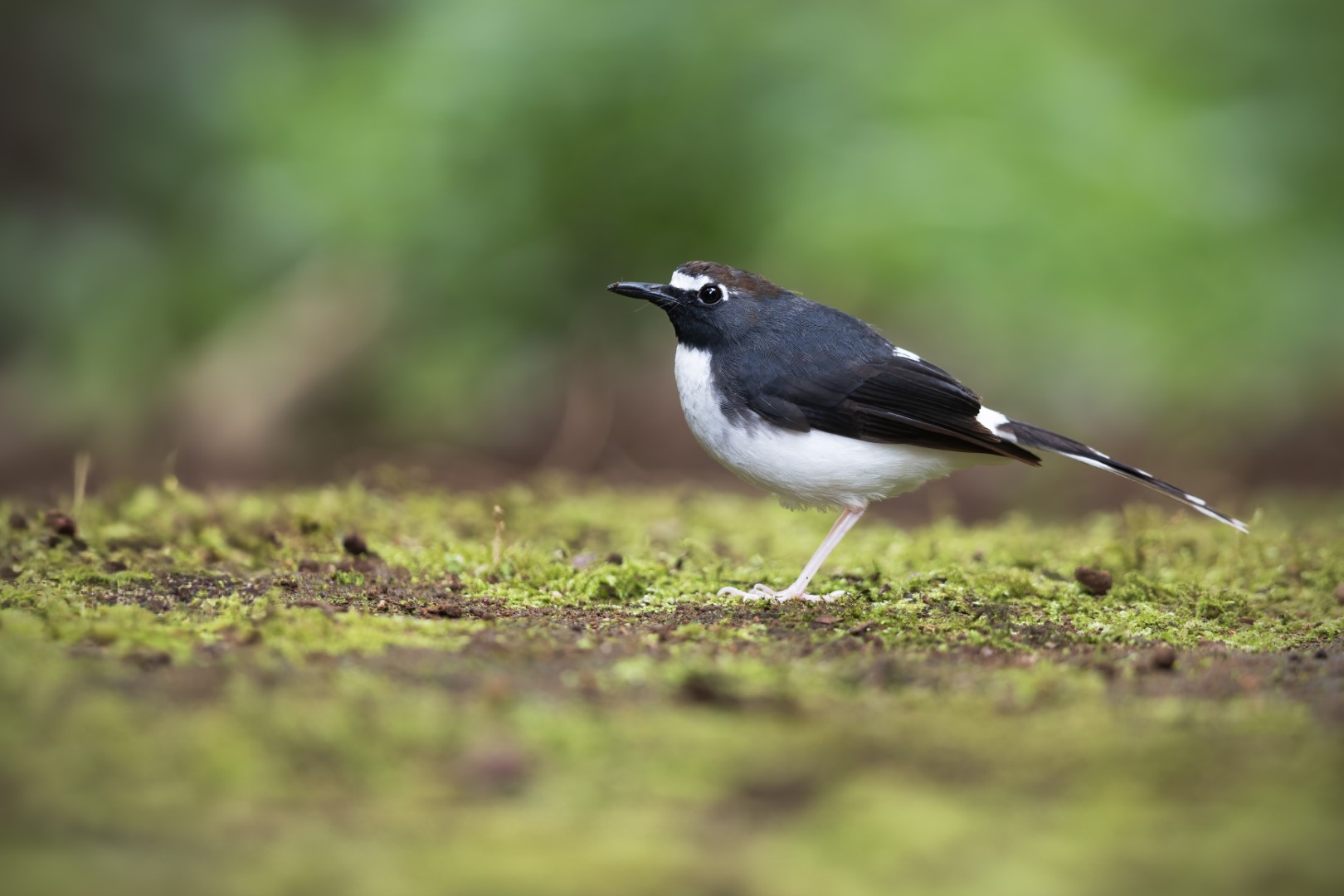 Sunda Forktail