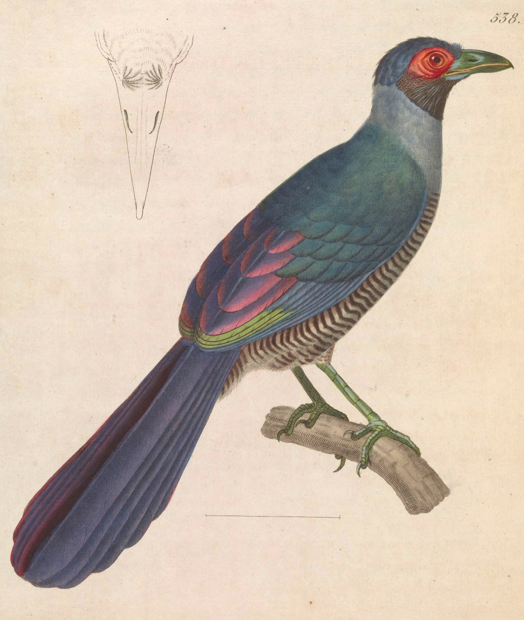Sunda Ground Cuckoo