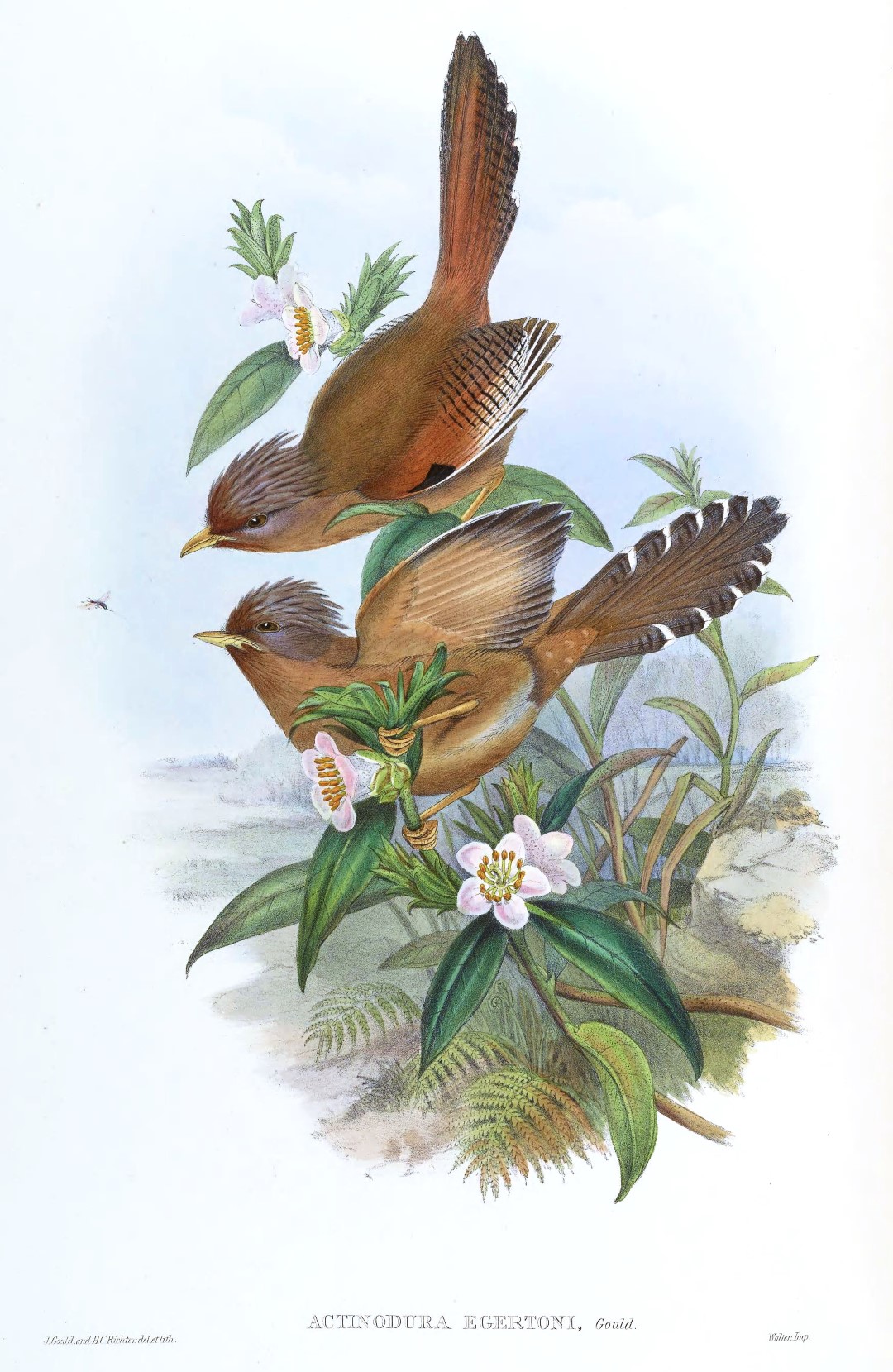 Sunda Laughingthrush