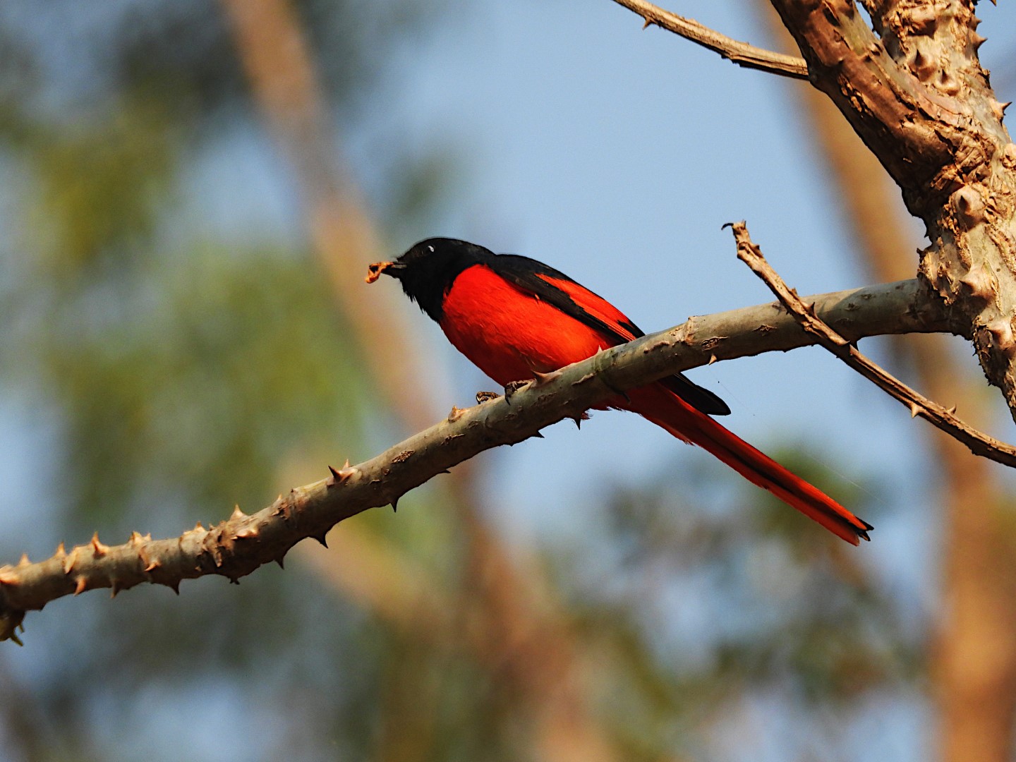 Sunda Minivet