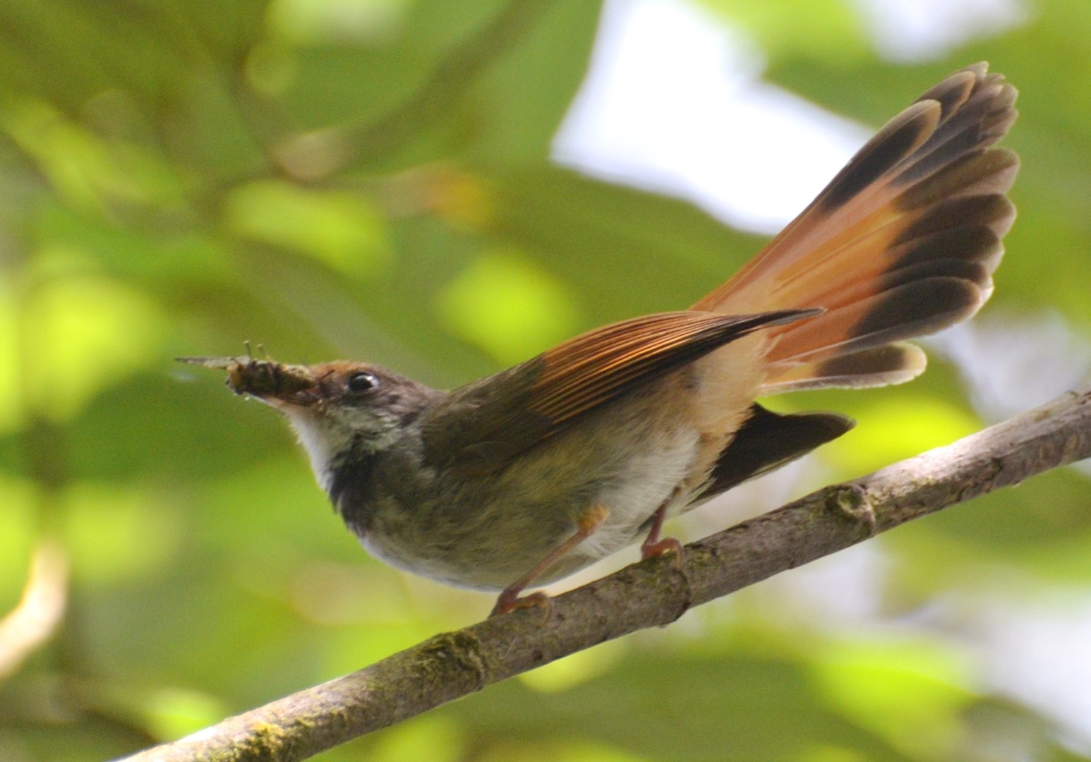 Sunda Pied Fantail