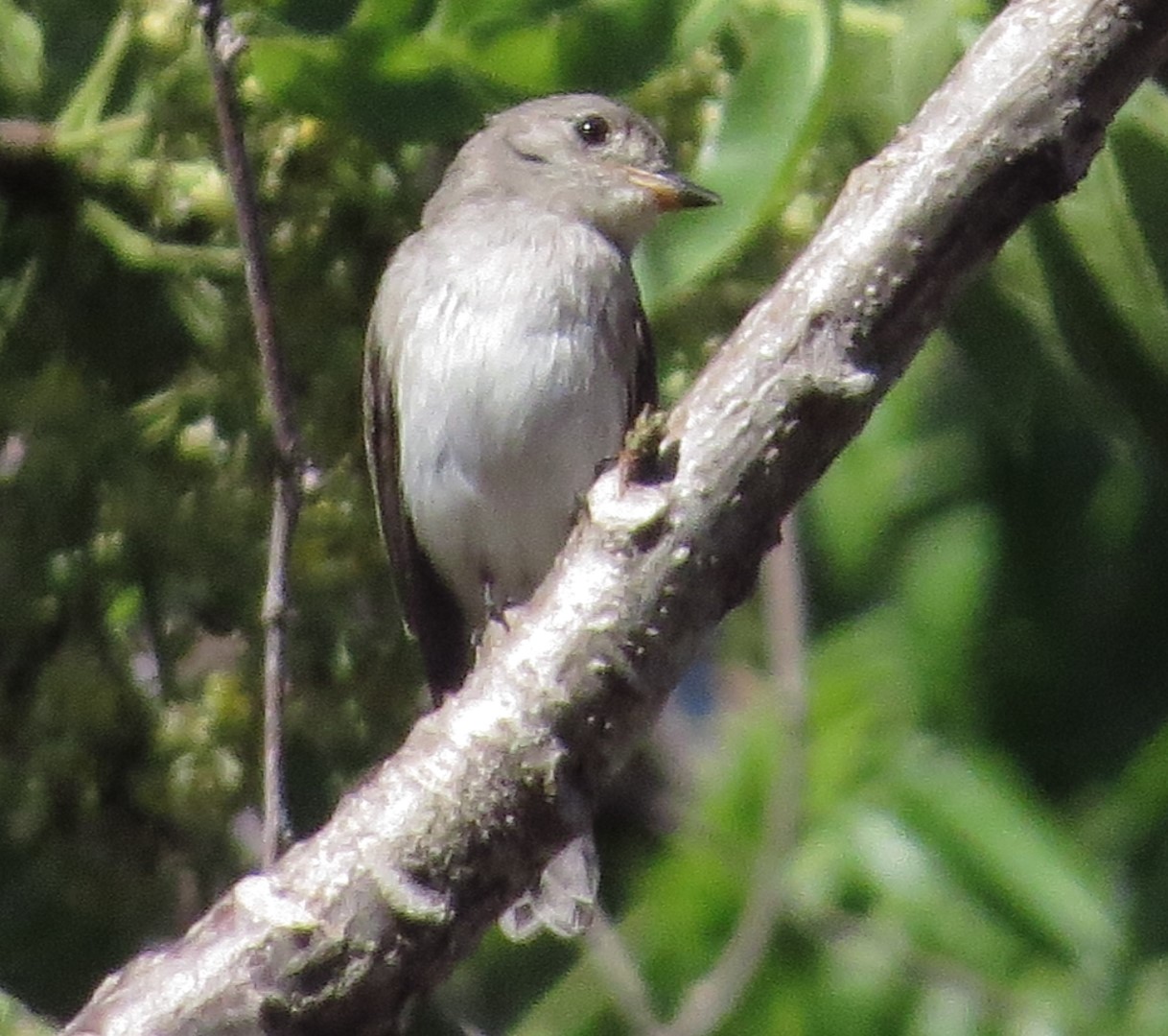 Sunda Pied Flycatcher