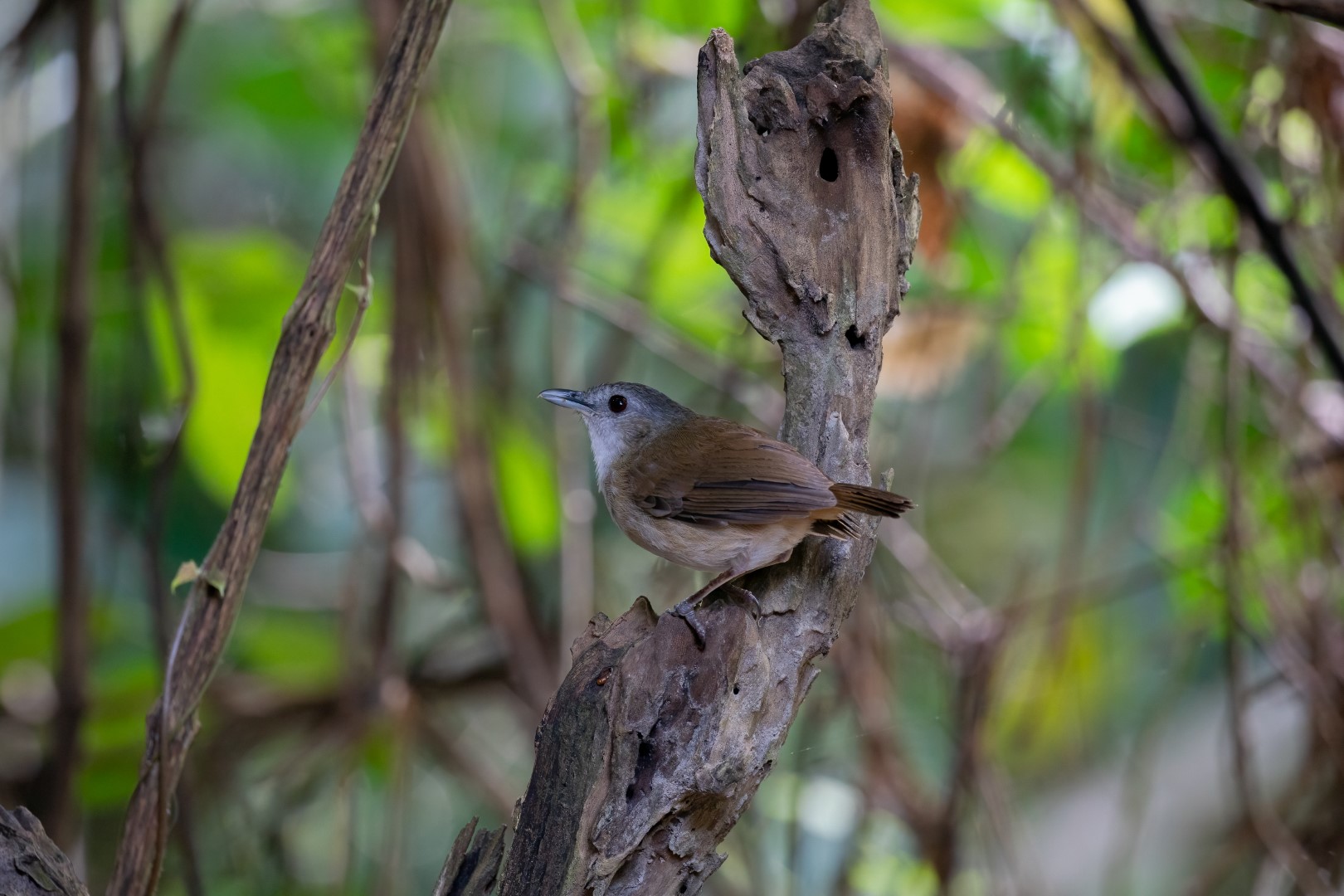 Sunda Pygmy Babbler