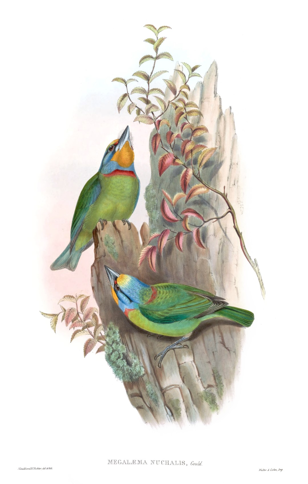 Sunda Pygmy Woodpecker