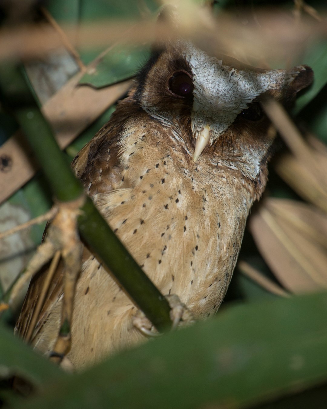 Sunda Scops Owl