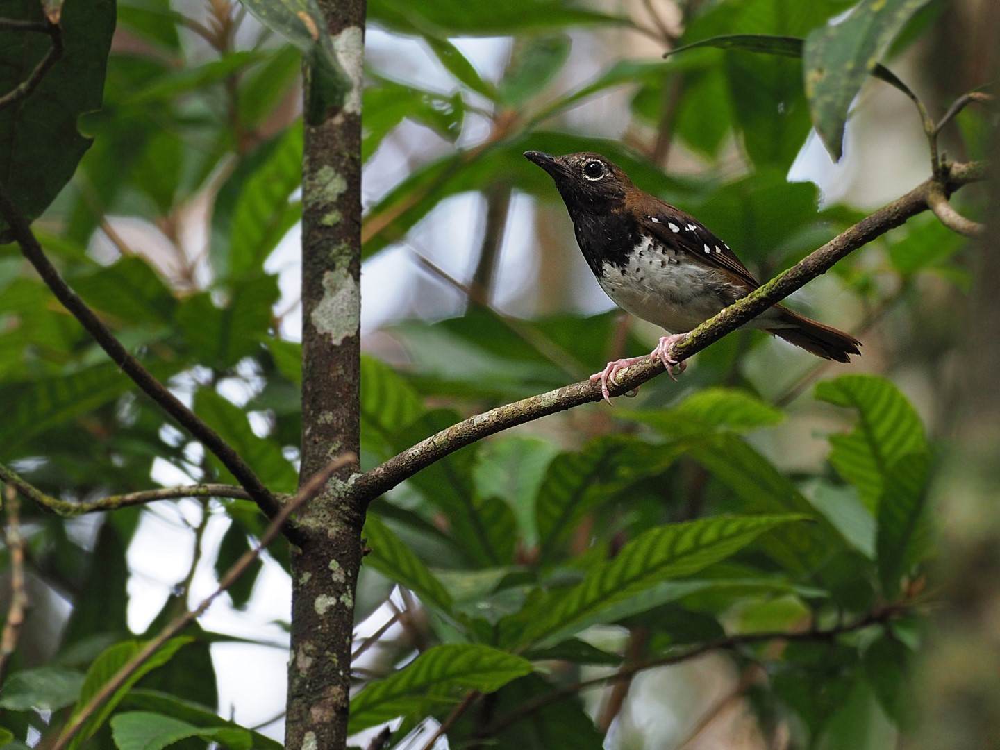Sunda Thrush