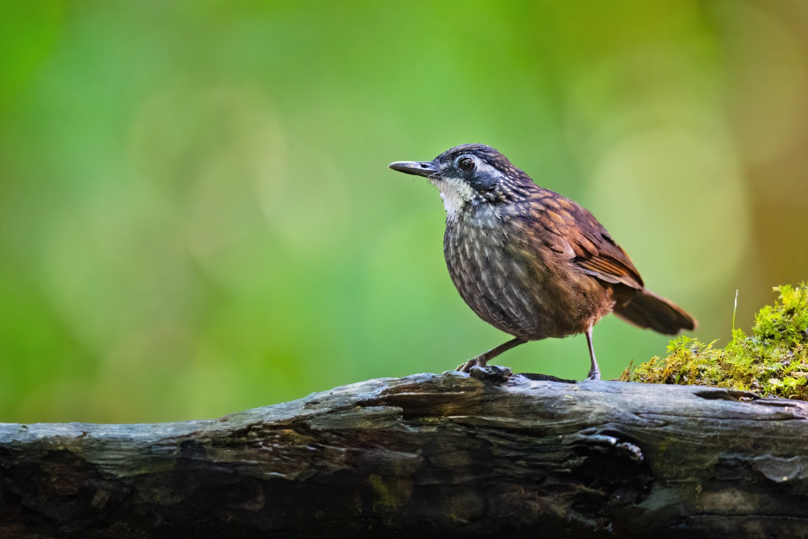 Sunda Thrush