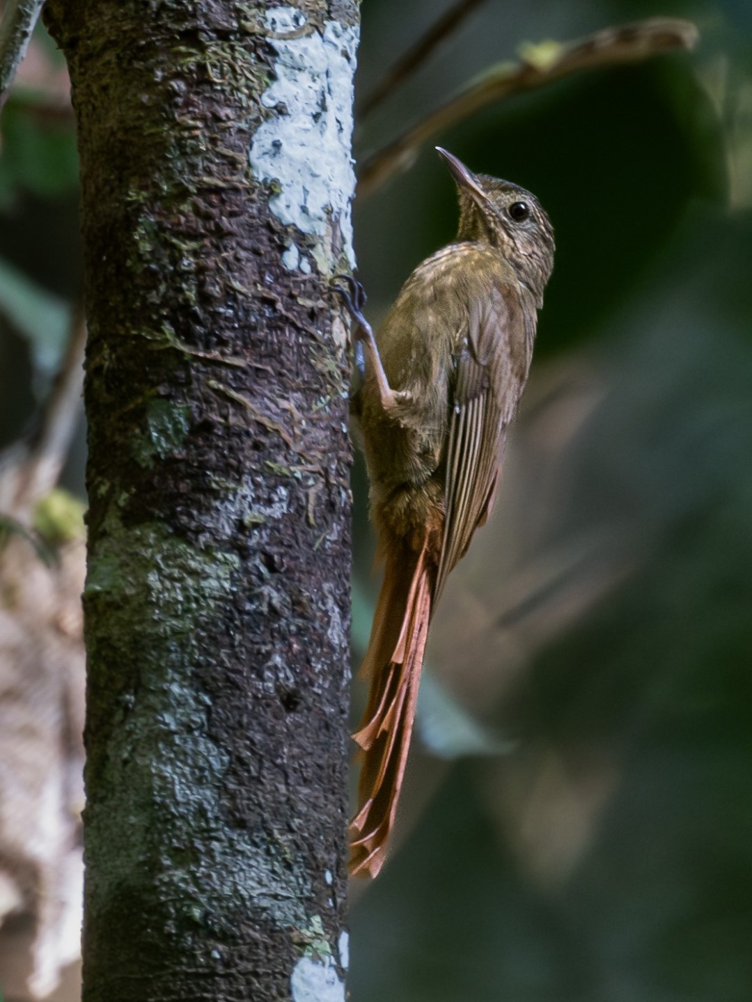 Sunda Treecreeper