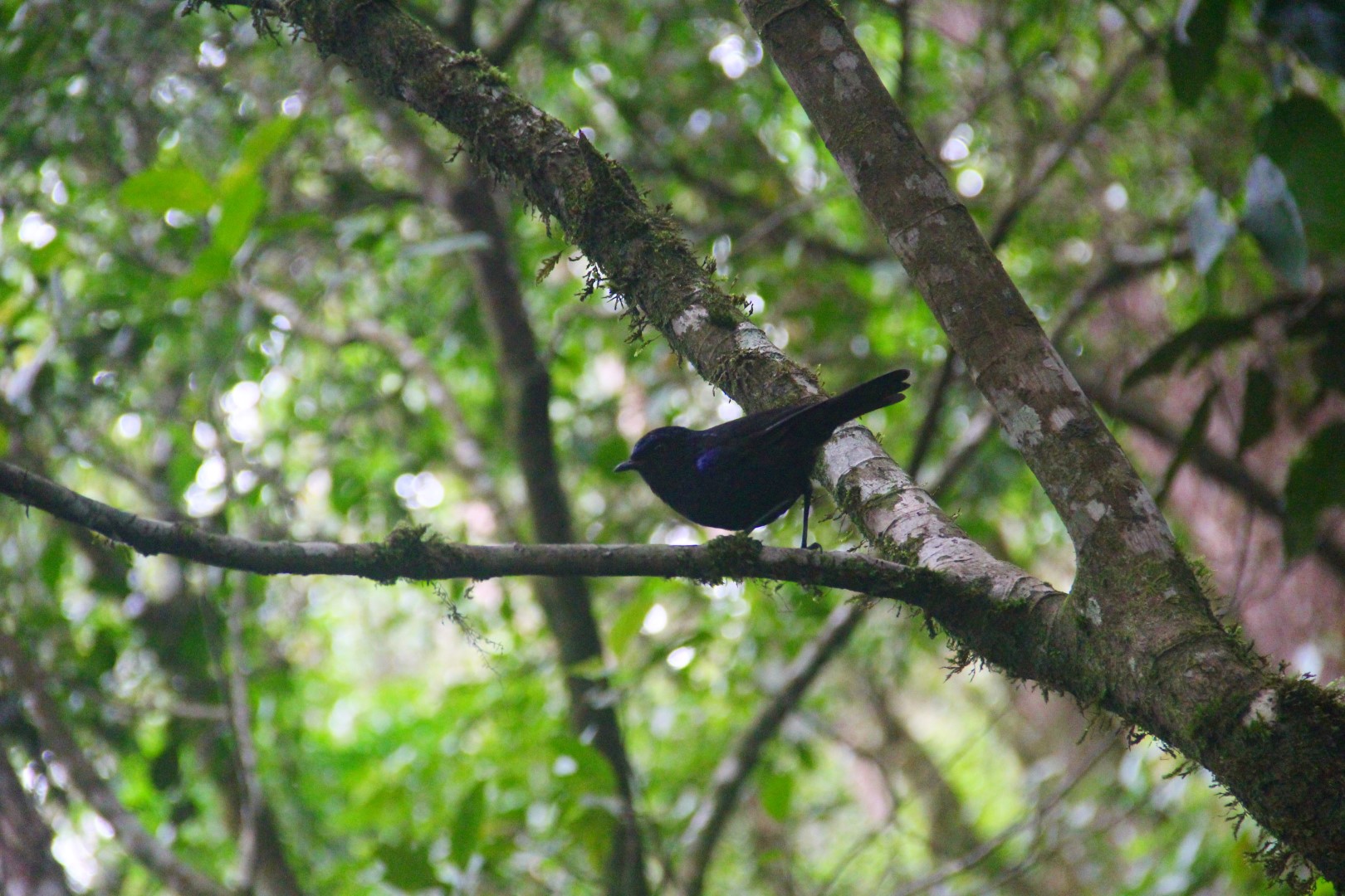 Sunda Whistling-Thrush