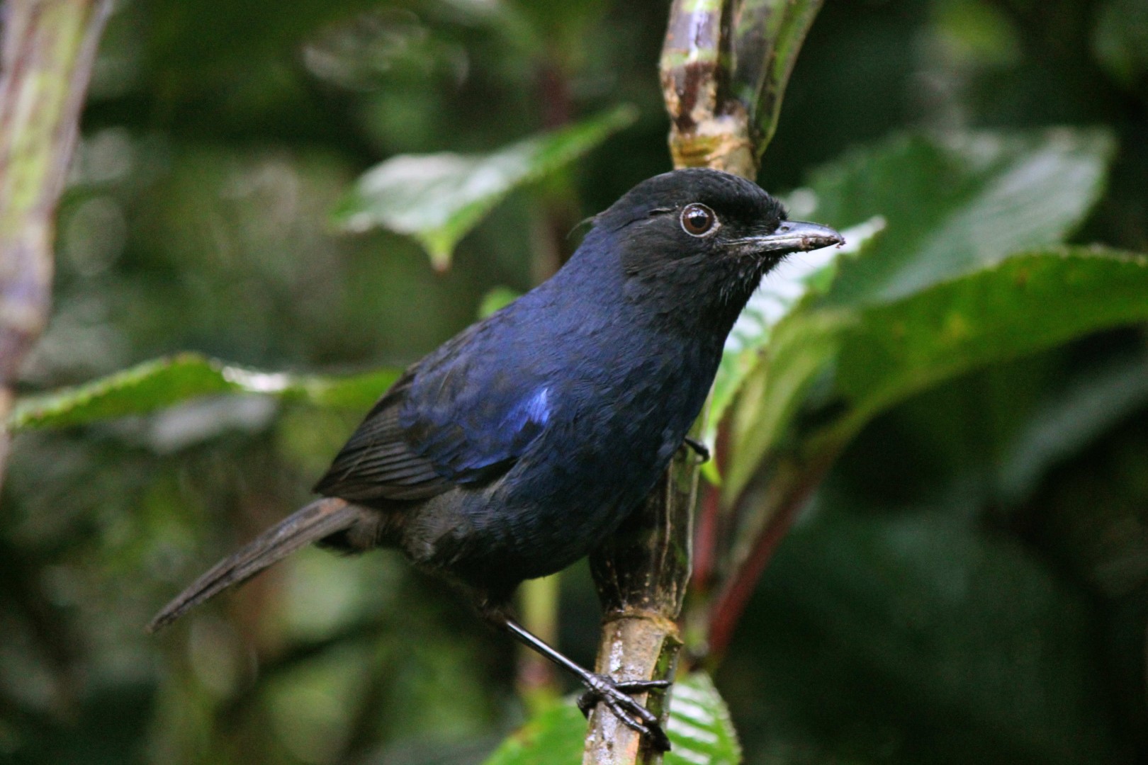 Sunda Whistling-Thrush