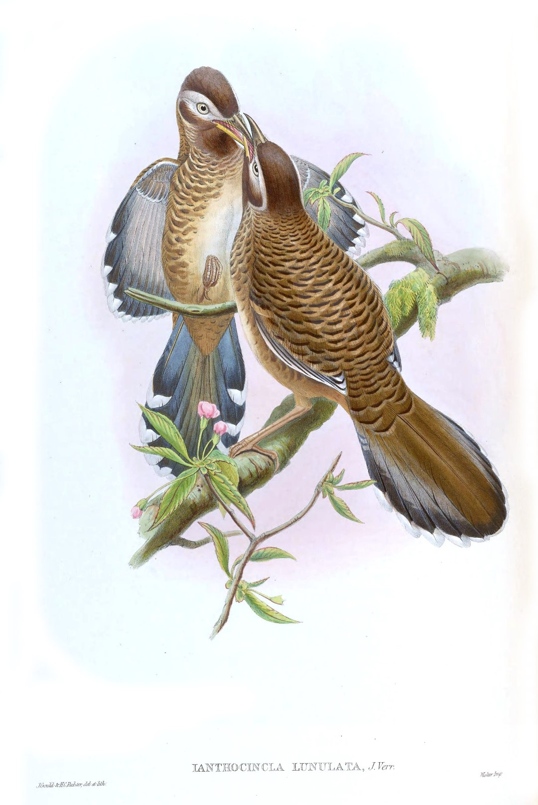 Sunda Whistling-Thrush