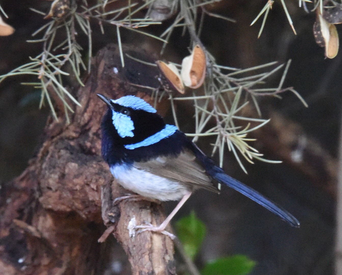 Superb Fairywren