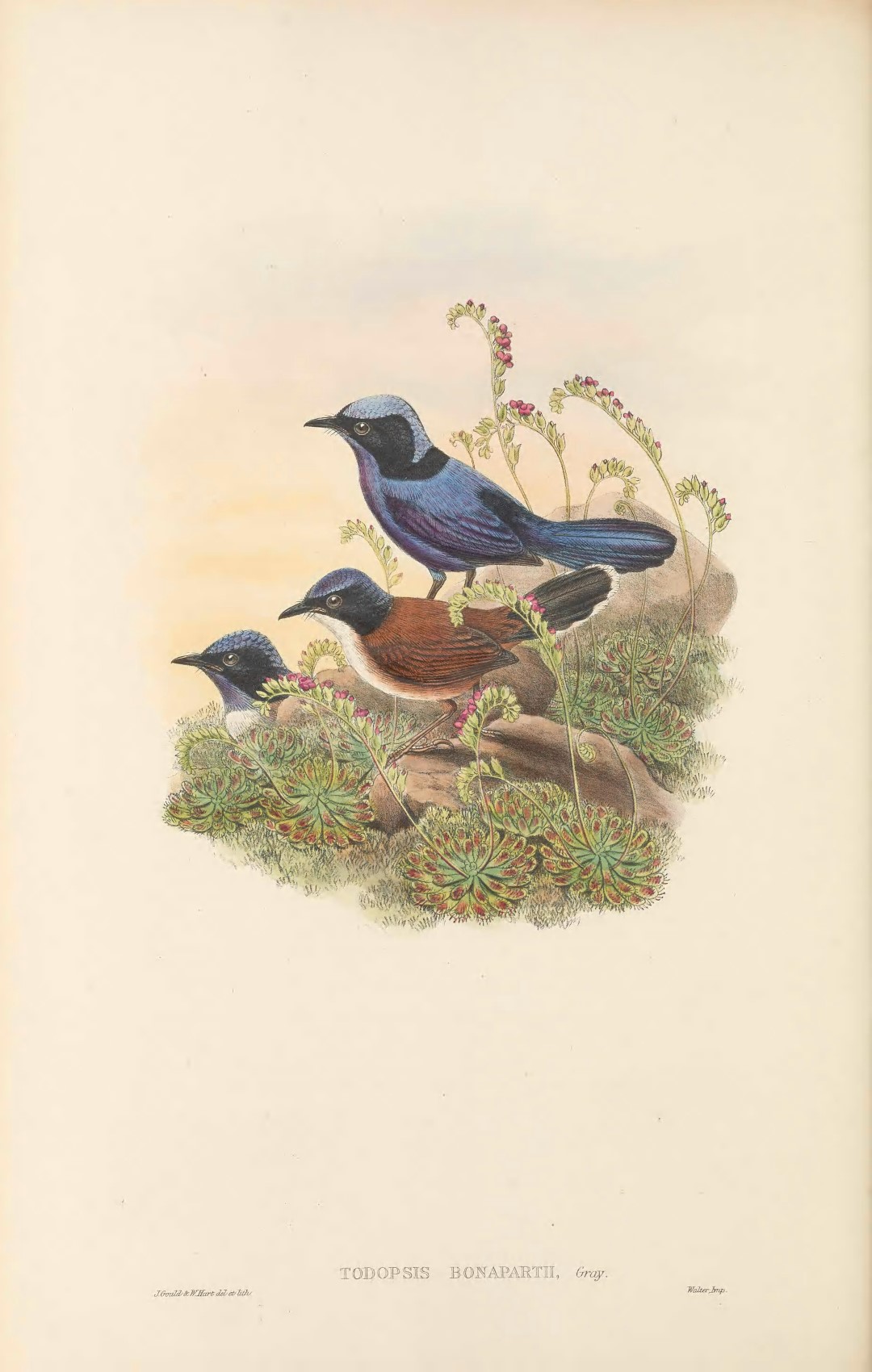 Superb Fairywren