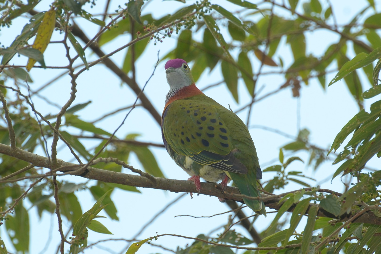 Superb Fruit Dove