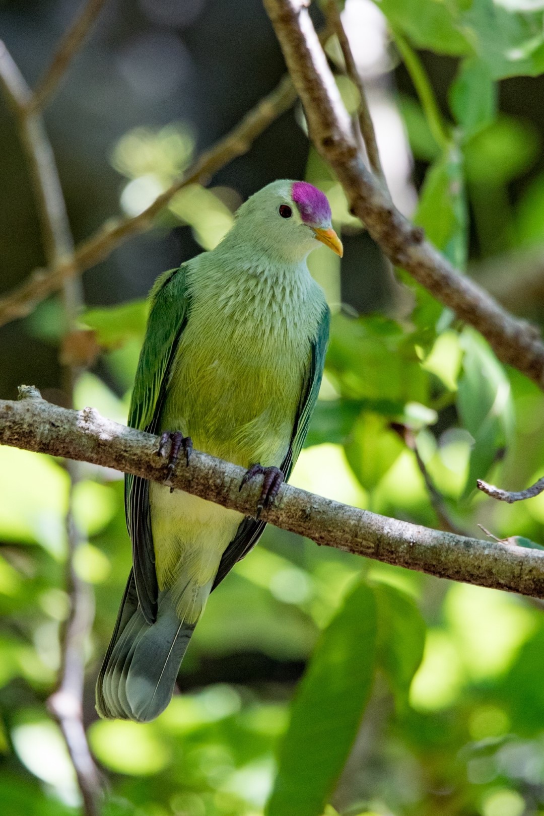 Superb Fruit Dove
