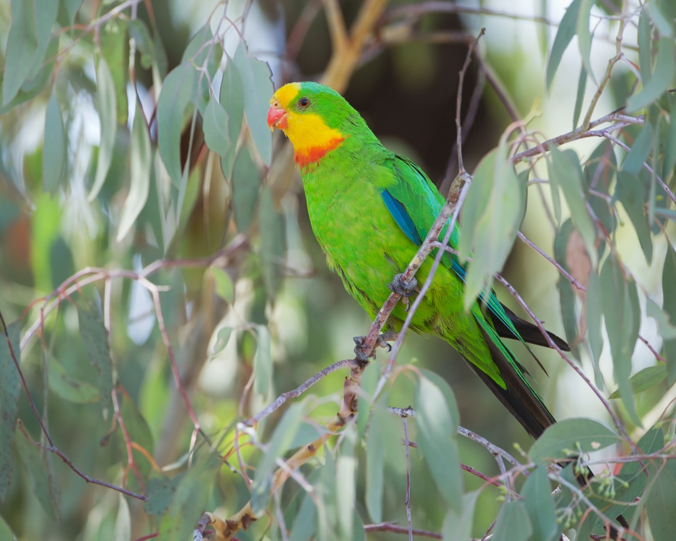 Superb Parrot