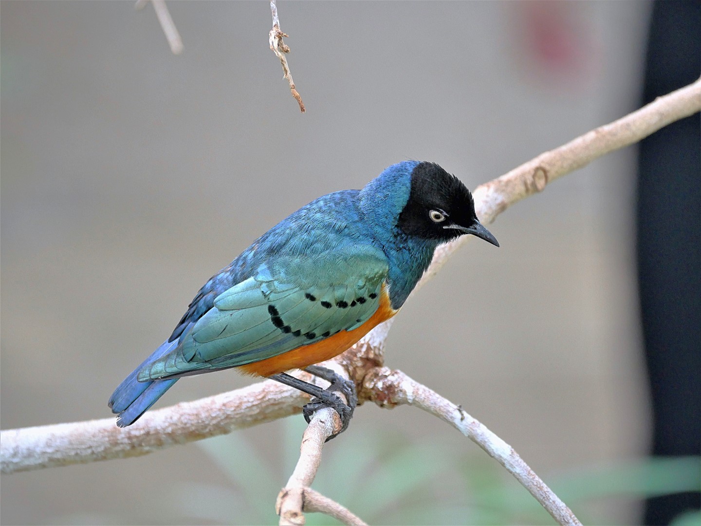 Superb Starling