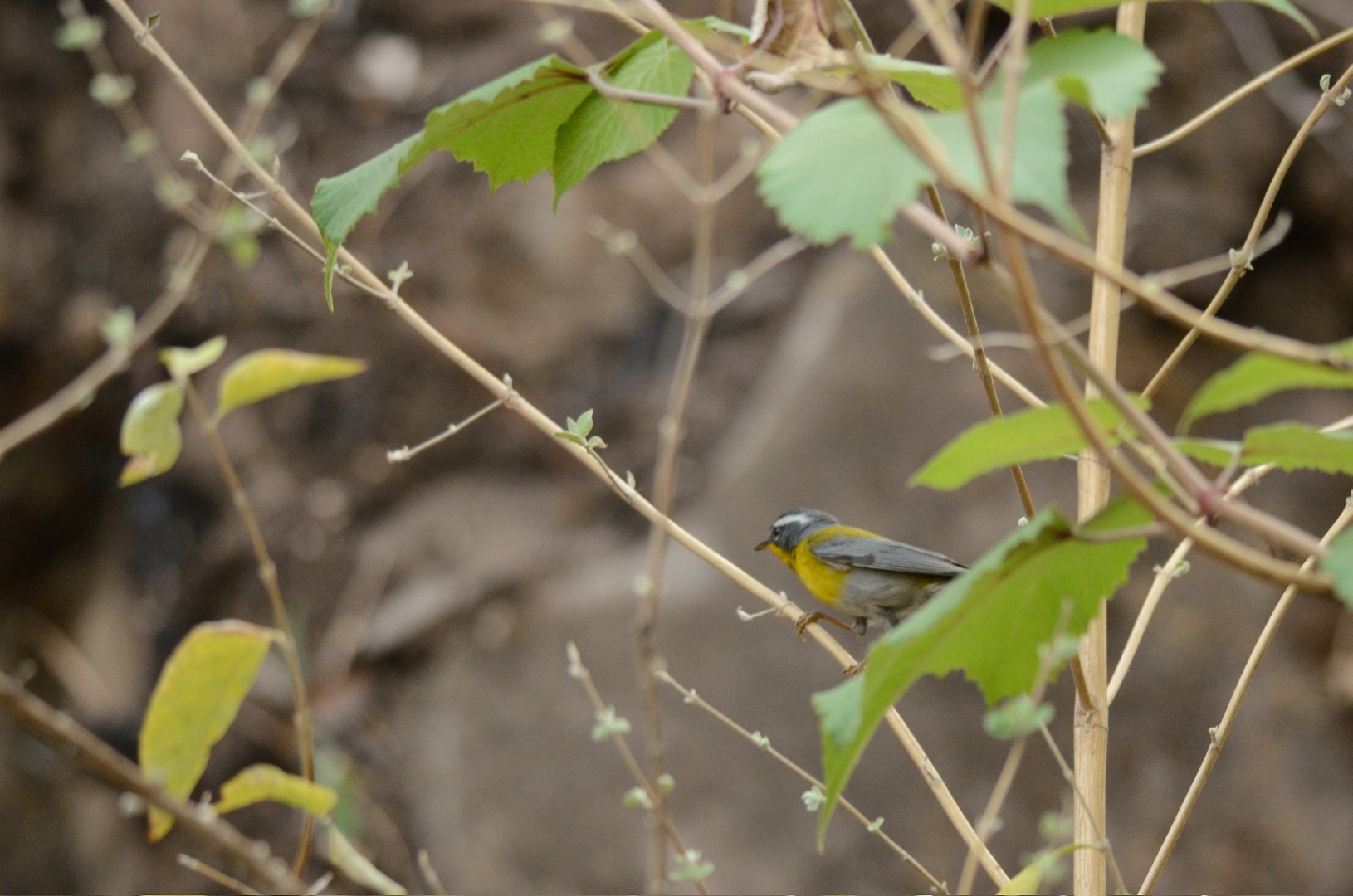 Supercilious Warbler