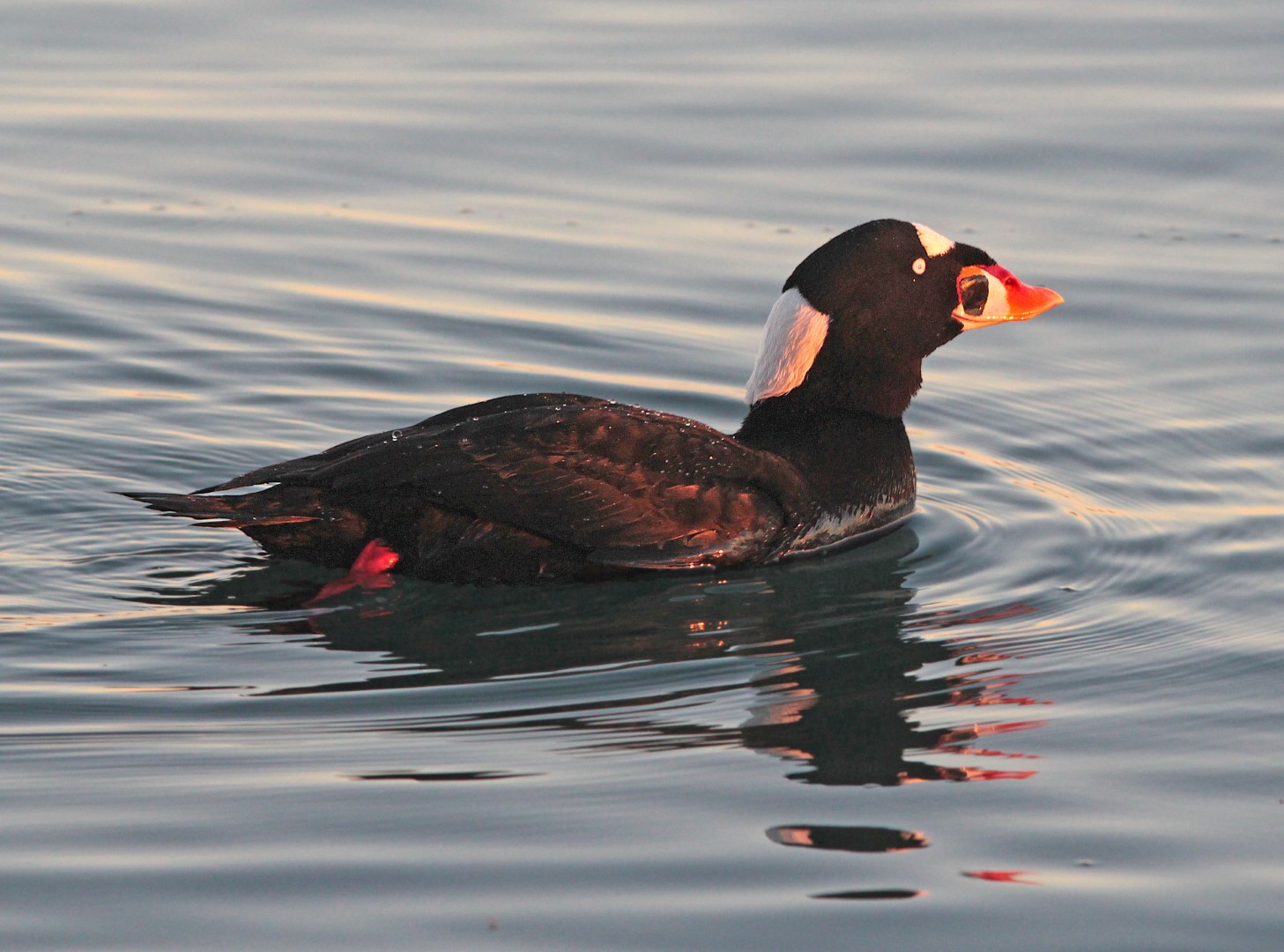 Surf Scoter