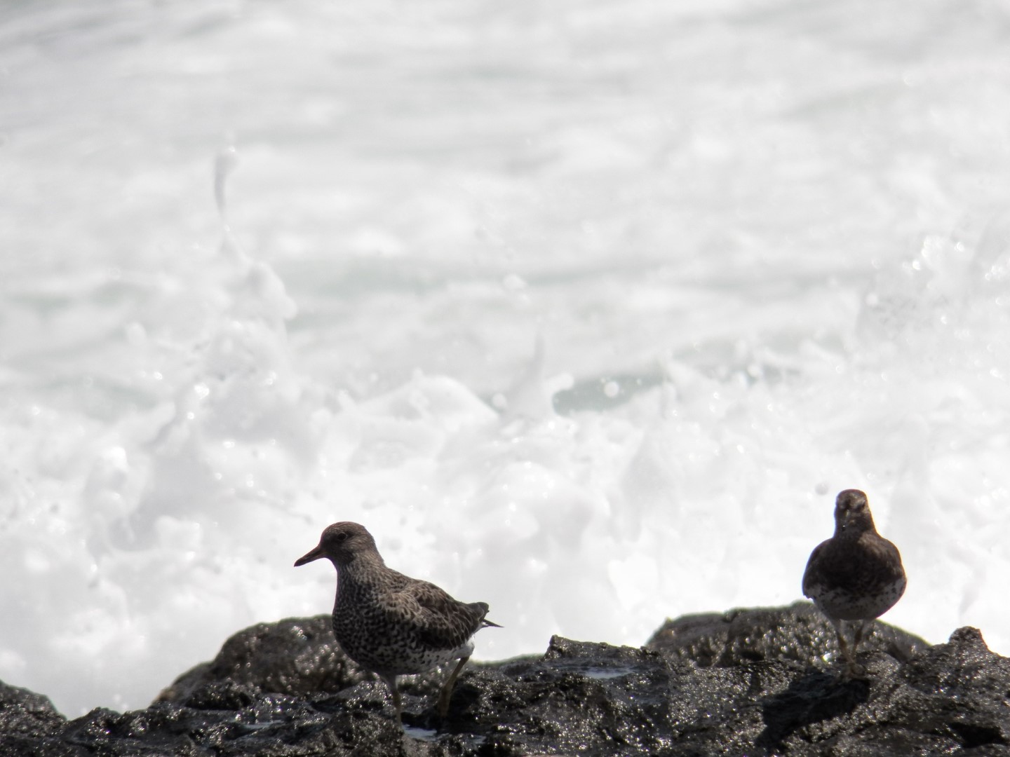 Surfbird