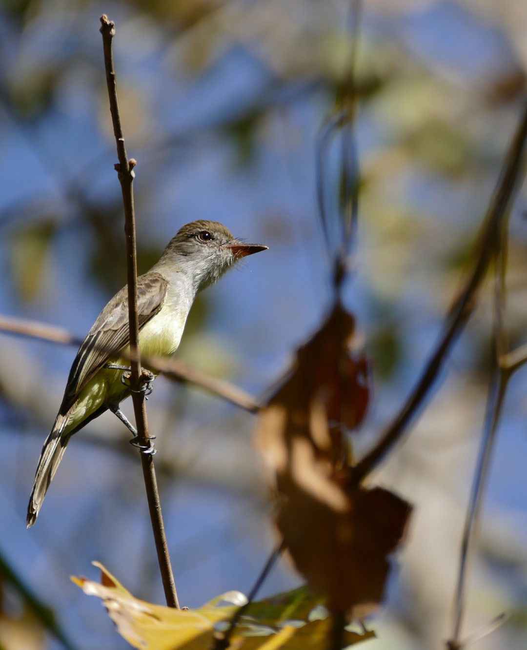 Swainson's Flycatcher