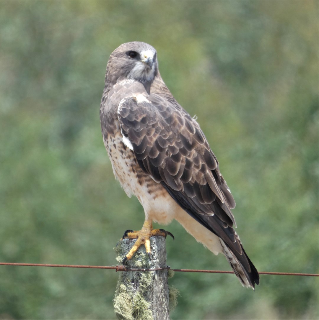Swainson's Hawk