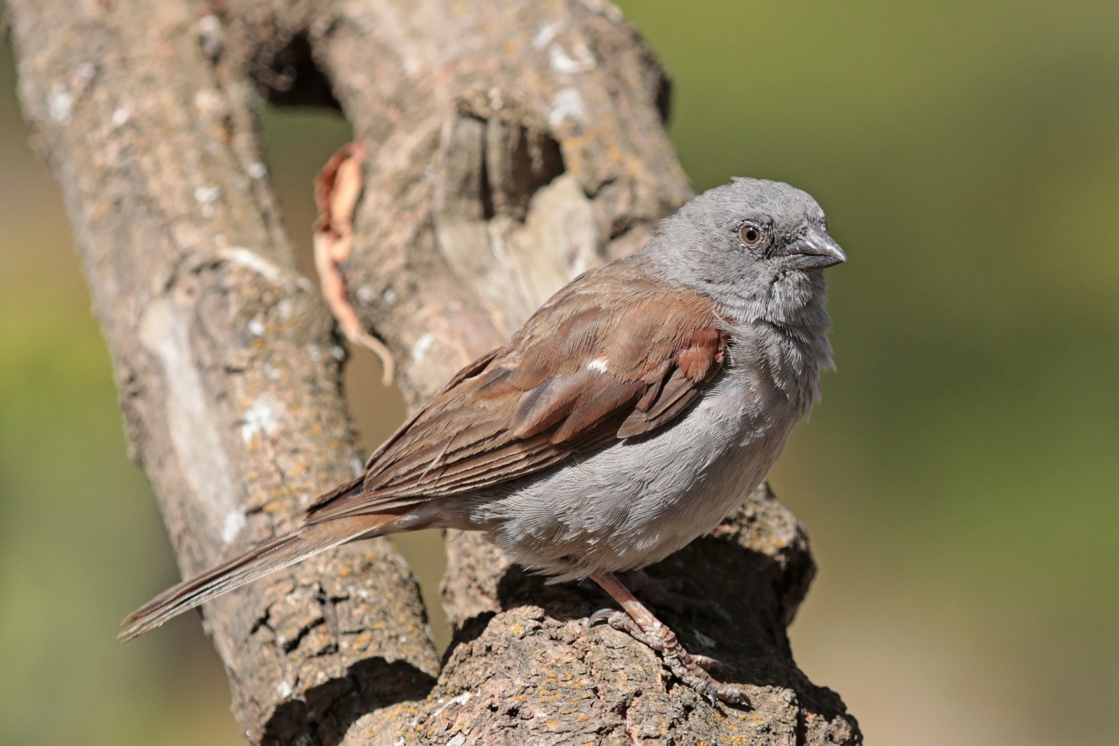 Swainson's Sparrow