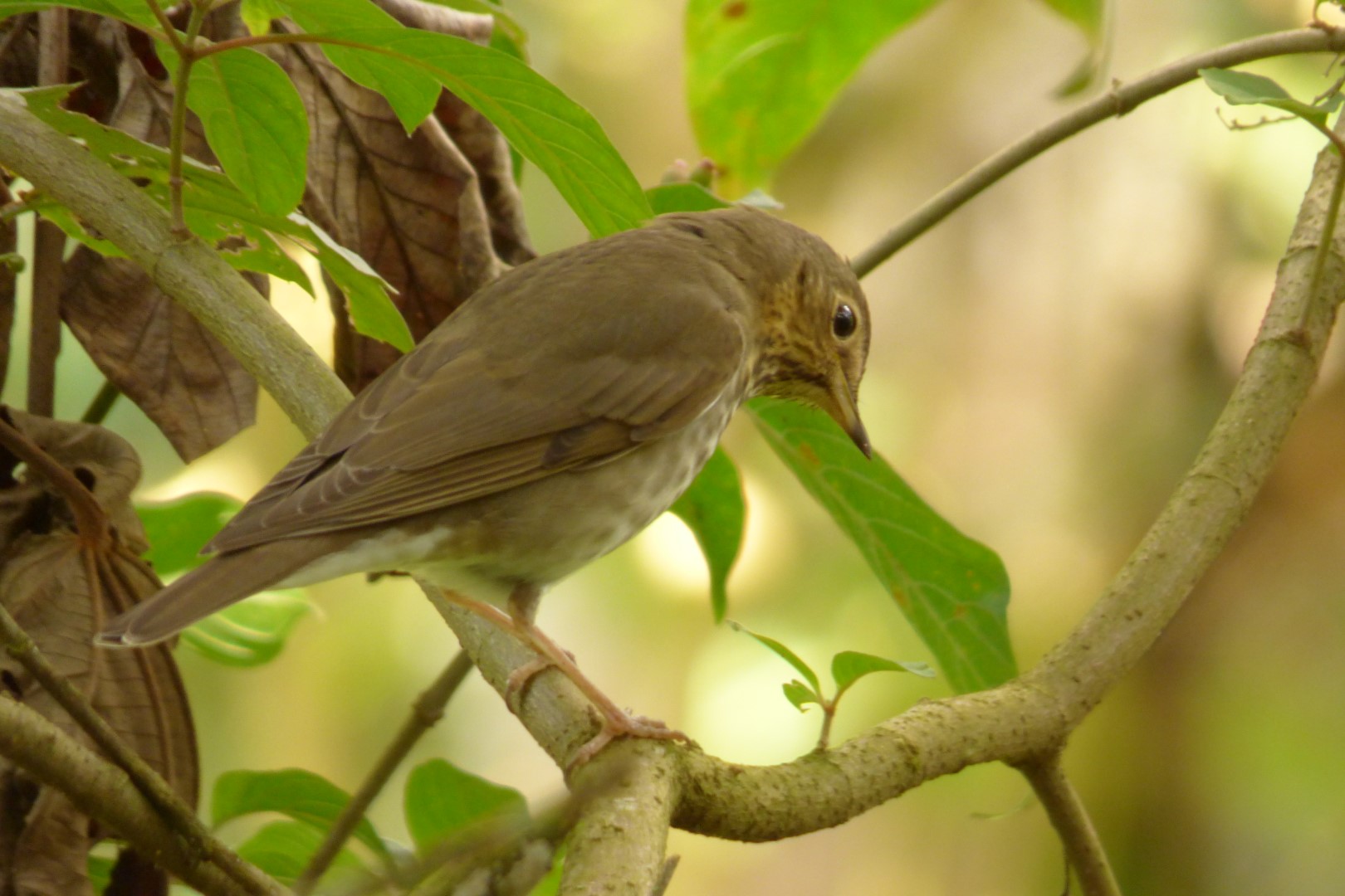 Swainson's Thrush