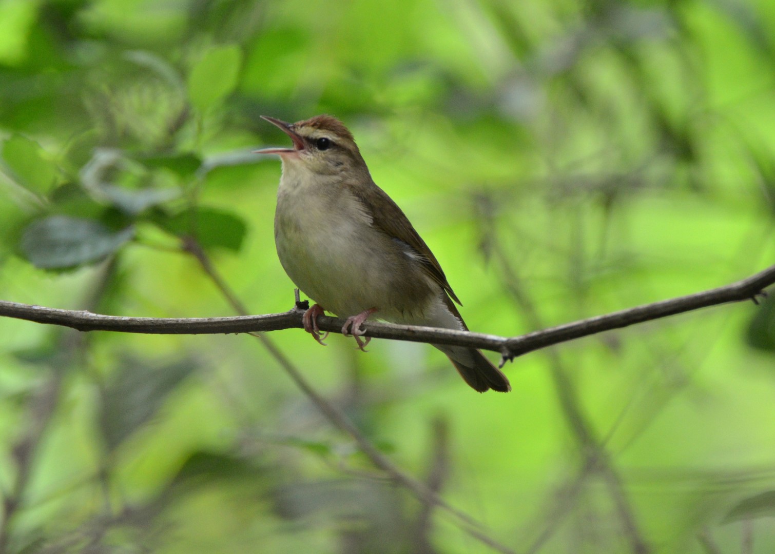 Swainson's Warbler