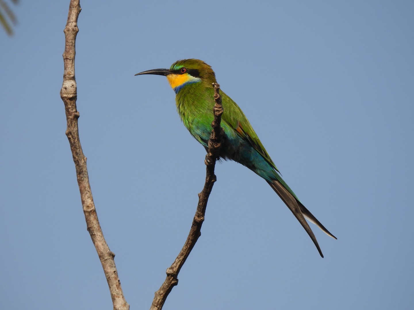 Swallow-tailed Bee-eater