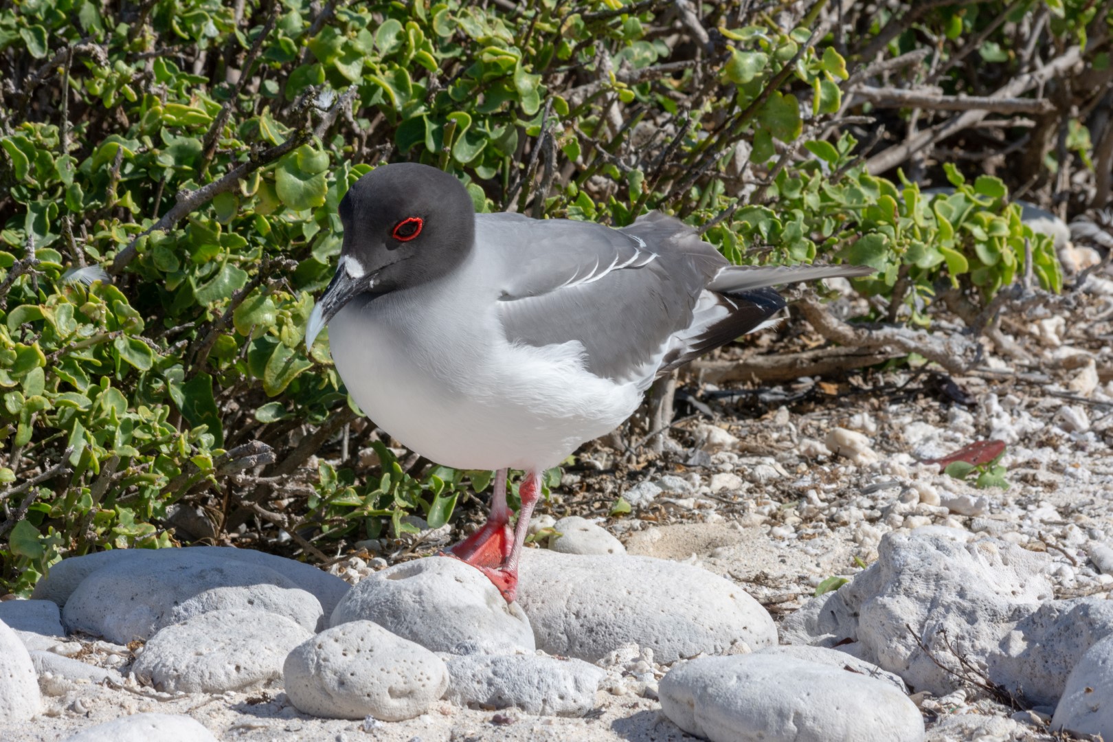 Swallow-tailed Gull