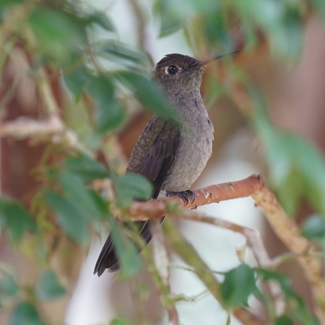 Swallow-tailed Hummingbird