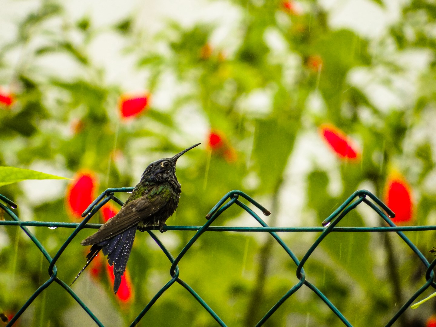 Swallow-tailed Hummingbird