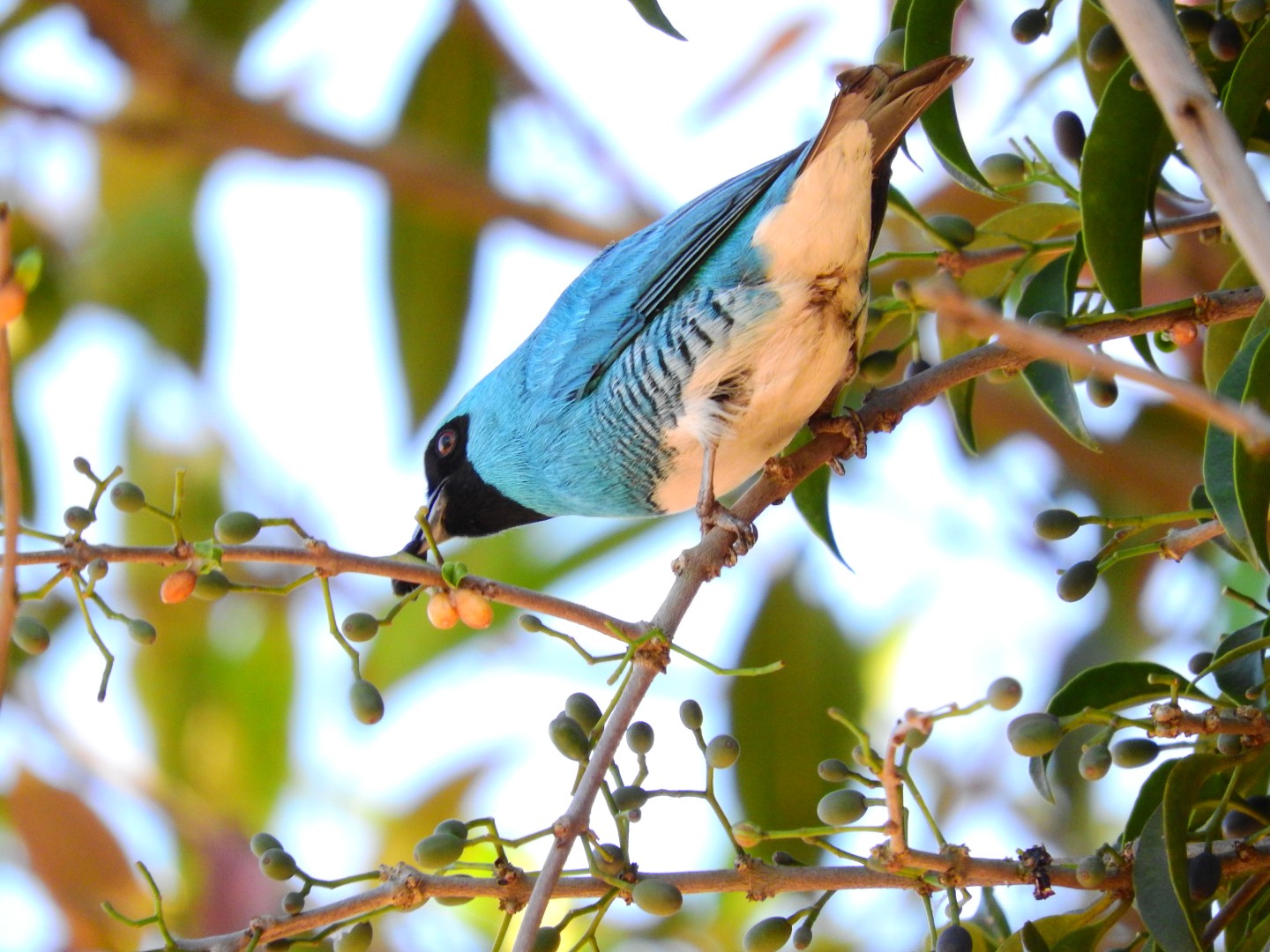 Swallow-tailed Kite