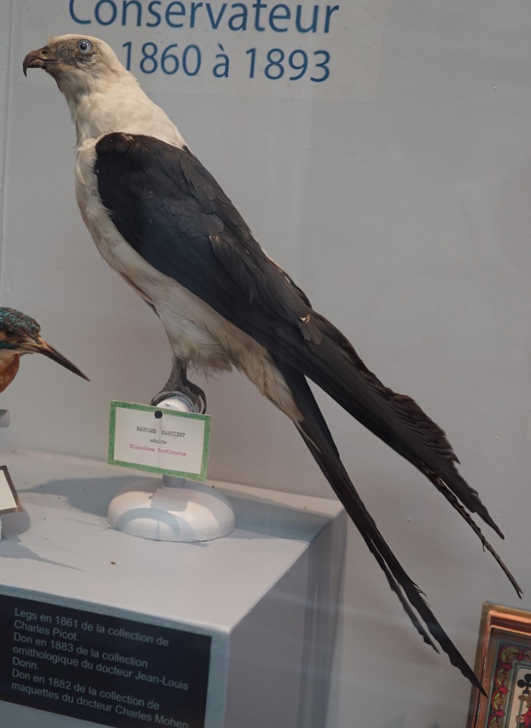 Swallow-tailed Kite