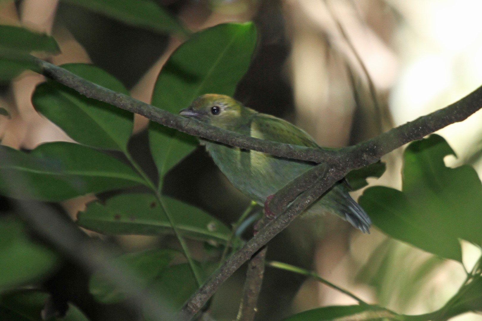 Swallow-tailed Manakin