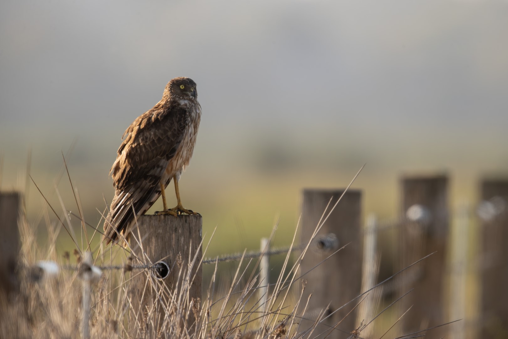 Swamp Harrier