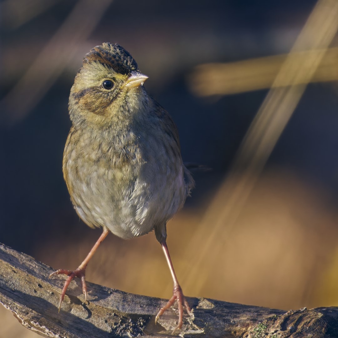 Swamp Sparrow