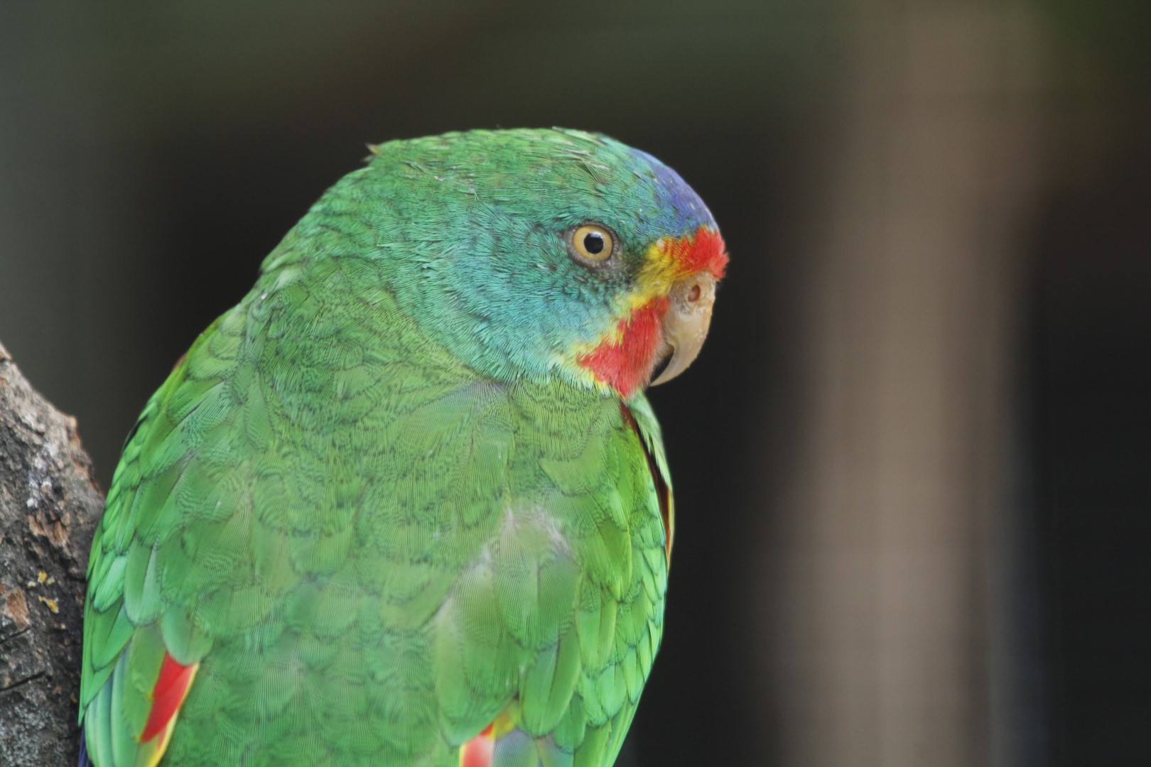 Swift Parrot